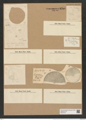Coscinodiscus curvatulus Grun. (de-Toni-Nr.: Genus 202, Species 4928) Zeichnungen Sammlung Grunow Nr. 8700 (NHMW-BOT-W0378123)